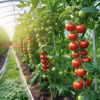革新的多スパン滴滴灌輸トンネル温室システム 30日間の返金