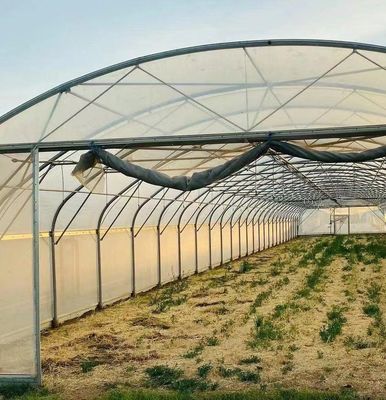 カプシカムの植え付けのための太陽光温室 先進的な野菜栽培方法