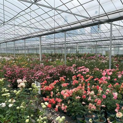 野菜生産のための柔軟な多スパン温室 総重量20,000kg