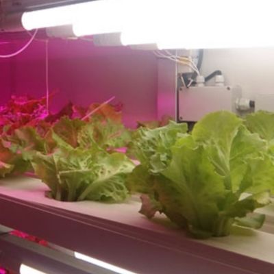 温室用水培養用飼料と野菜 果物 花 JX容器