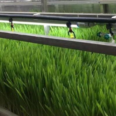 ティンジョウ・ジュキヤング 野菜 果物 花のための完全自動水栽培栽培システム