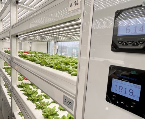 葉野菜の栽培のための大きな温室容器 鉄筋構造で支えられる