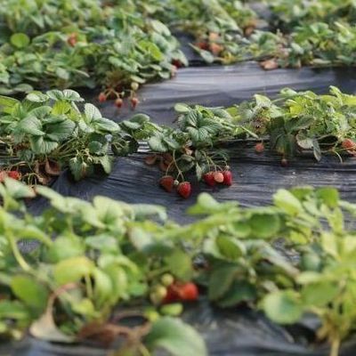 灌輸システム 日光 野菜の温室 アメリカ通貨と一時的な暖房