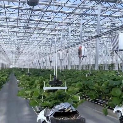 マルチスペン水栽培 良質な光伝送とカスタマイズ可能なオプション