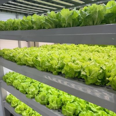 大規模な野菜と果物生産の土壌のない栽培のための温室