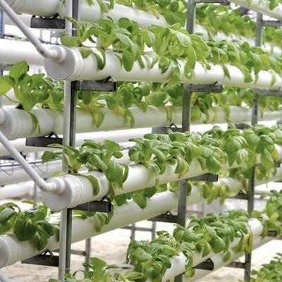 大規模な野菜と果物生産の土壌のない栽培のための温室