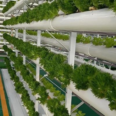 大規模な野菜と果物生産の土壌のない栽培のための温室