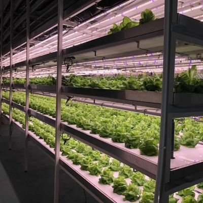 大規模な野菜と果物生産の土壌のない栽培のための温室