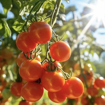 大規模な野菜と果物生産の土壌のない栽培のための温室