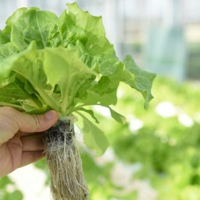 鋼筋構造 単トンネルフィルム温室 花植えのためのパッケージ 体重20,000kg