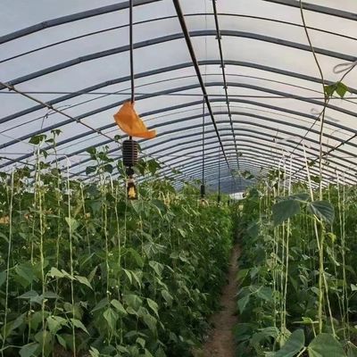 US 20/ピース 単段の農業トンネルプラスチックフィルム付きの野菜温室