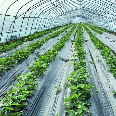 US 20/ピース 単段の農業トンネルプラスチックフィルム付きの野菜温室