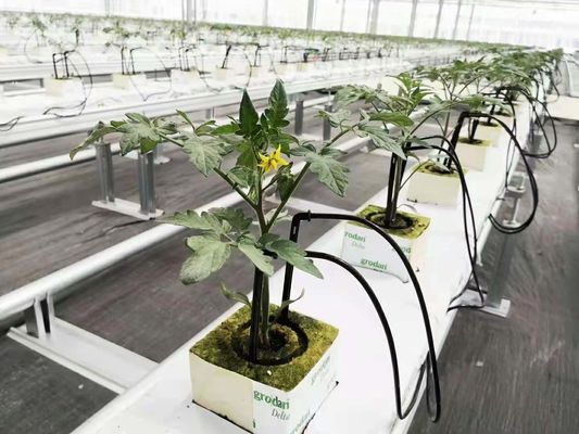 ブラックアウト・真菌温室 大規模な真菌生産と栽培のために