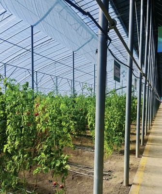 1平方メートルの最低注文を持つ多スパントンネル野菜生産温室