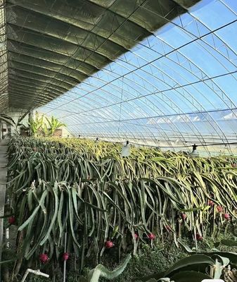 1平方メートルの最低注文を持つ多スパントンネル野菜生産温室