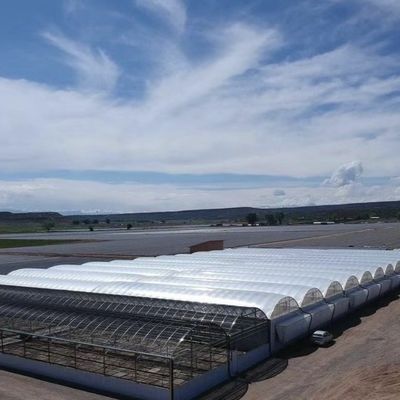 大型水産物 トマト カギ ストロベリー 水産物 温室 高産出