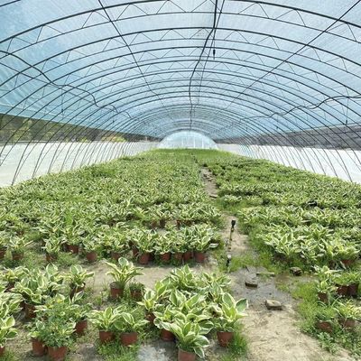水道トンネルでトマトとストロベリーのための完全な支払いの商業温室