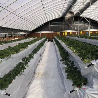 水道トンネルでトマトとストロベリーのための完全な支払いの商業温室