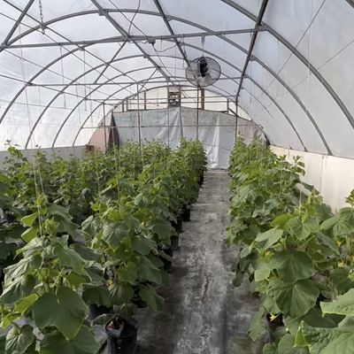 私たちの革新的な滴滴灌輸トンネル温室キットのための便利な返金