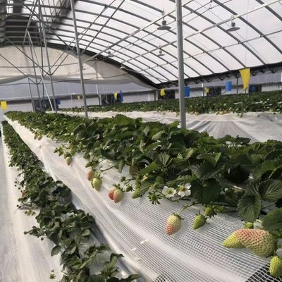 商業用ココペア栽培システム 改良作物のための経済的なトンネル温室