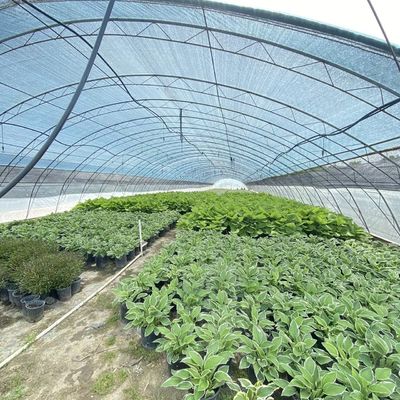 商業用ココペア栽培システム 改良作物のための経済的なトンネル温室