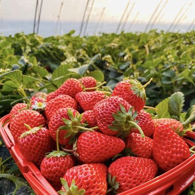 水管トンネル温室 温室栽培における農業と野菜のための温室