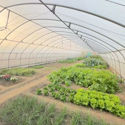 単層トンネル 温室水栽培栽培システム 野菜 マルチ スパン