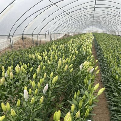 単層トンネル 温室水栽培栽培システム 野菜 マルチ スパン
