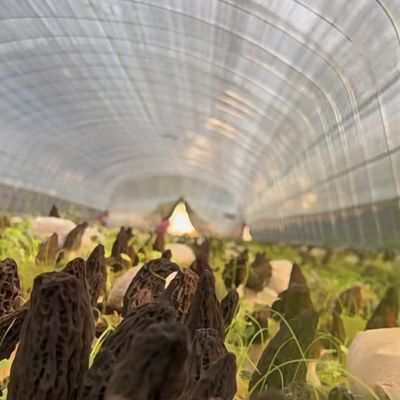 単層トンネル 温室水栽培栽培システム 野菜 マルチ スパン