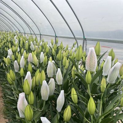 単層トンネル 温室水栽培栽培システム 野菜 マルチ スパン