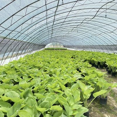 単層トンネル 温室水栽培栽培システム 野菜 マルチ スパン
