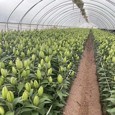 果物と野菜のための多スパン商業温室水栽培栽培システム
