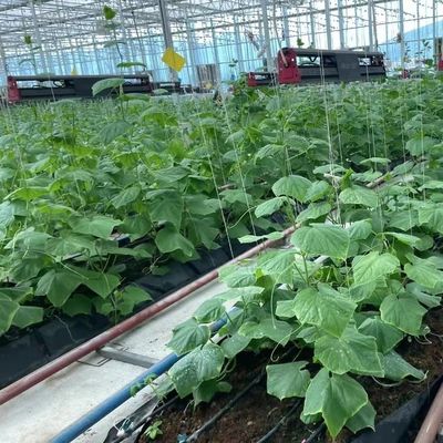 大規模な野菜と花の生産のための平方メートル水栽培システム