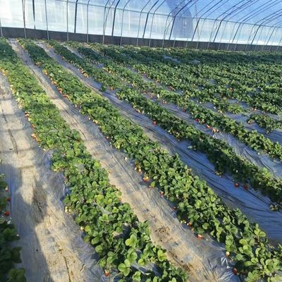 大規模な野菜と花の生産のための平方メートル水栽培システム