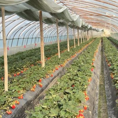 農作物の栽培を最適にする大規模な中国産水栽培温室