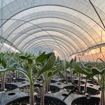 農作物の栽培を最適にする大規模な中国産水栽培温室