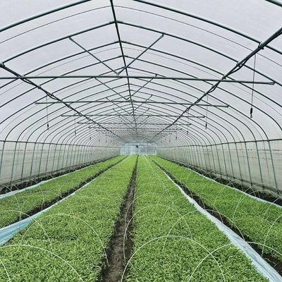 年中野菜生産のための大型単弧トンネル温室 JX-A00182