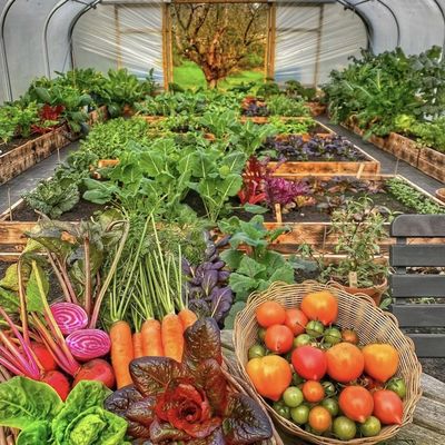 滴滴灌輸トンネル温室で野菜生産に革命を起こす