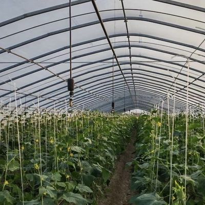 滴滴灌輸トンネル温室で野菜生産に革命を起こす