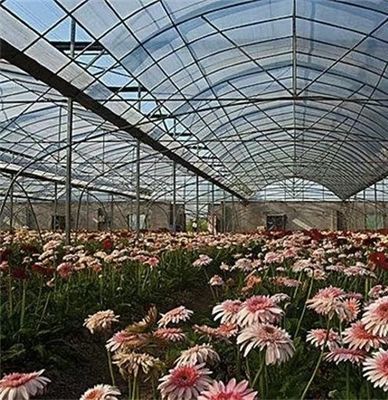 アメリカ合衆国貨幣 JX-A0023 トモタ・キュンバー・レタスを植えるための多スパンフィルム温室