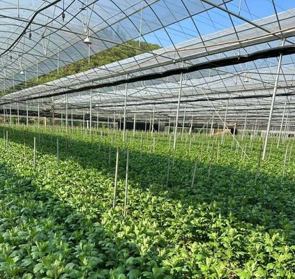 アメリカ合衆国貨幣 JX-A0023 トモタ・キュンバー・レタスを植えるための多スパンフィルム温室