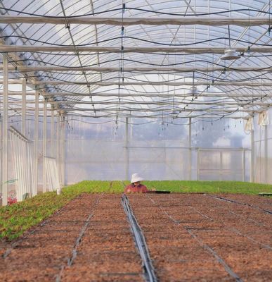 アメリカ合衆国貨幣 JX-A0023 トモタ・キュンバー・レタスを植えるための多スパンフィルム温室