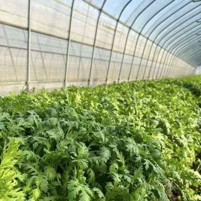 トンネル温室 トマトとストロベリーのためのココペア栽培システム 迅速な輸送