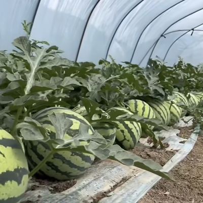 革新的多スパン滴滴灌輸トンネル温室システム 30日間の返金