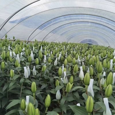 革新的多スパン滴滴灌輸トンネル温室システム 30日間の返金