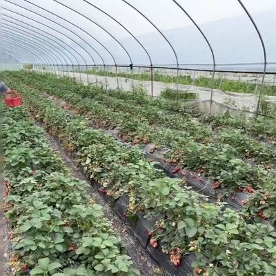 多スパンアーチトンネル温室水栽培栽培システム