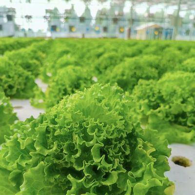 フィルムカバー素材 農業 トンネル 大作物生産のための温室ソリューション