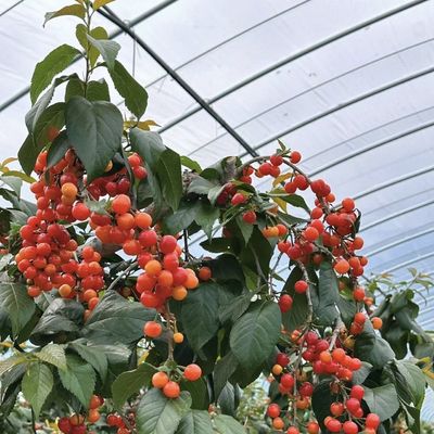 中国産 フィルムカバー 温室 設置 送料 納期