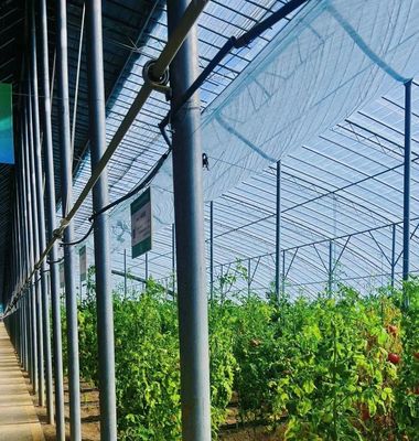 カプシカムの植え付けのための太陽光温室 先進的な野菜栽培方法