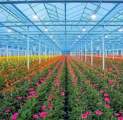 カスタマイズされた要求 原産地 野菜用二重弧線温室 20GP/40GP/40HC